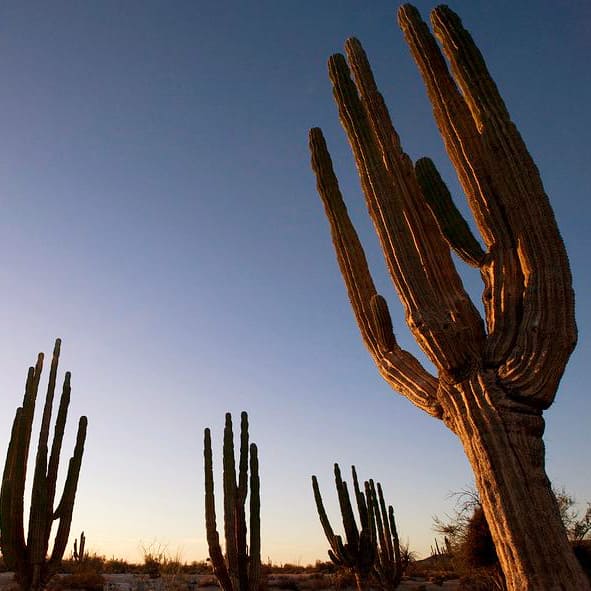 Sorprenderse con el tamaño de los cactus en el Valle de los Gigantes